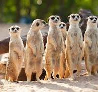 Wildlife and Conservancy image